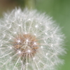 蒲公英種子