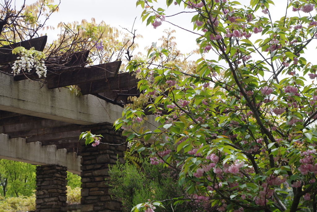 白藤と藤と八重桜-長居公園