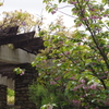 白藤と藤と八重桜-長居公園