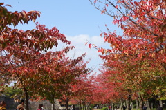 桜葉紅葉-大阪城公園①