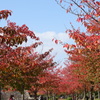 桜葉紅葉-大阪城公園①