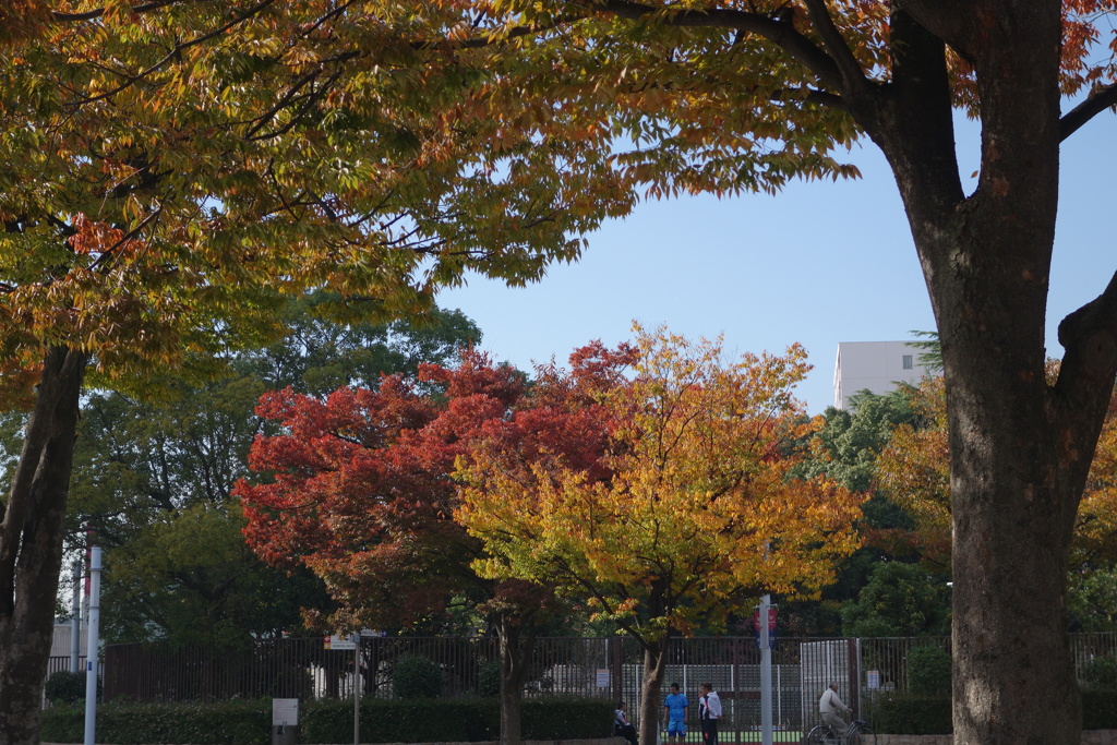 晩秋の長居公園