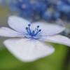 道端の額紫陽花➀