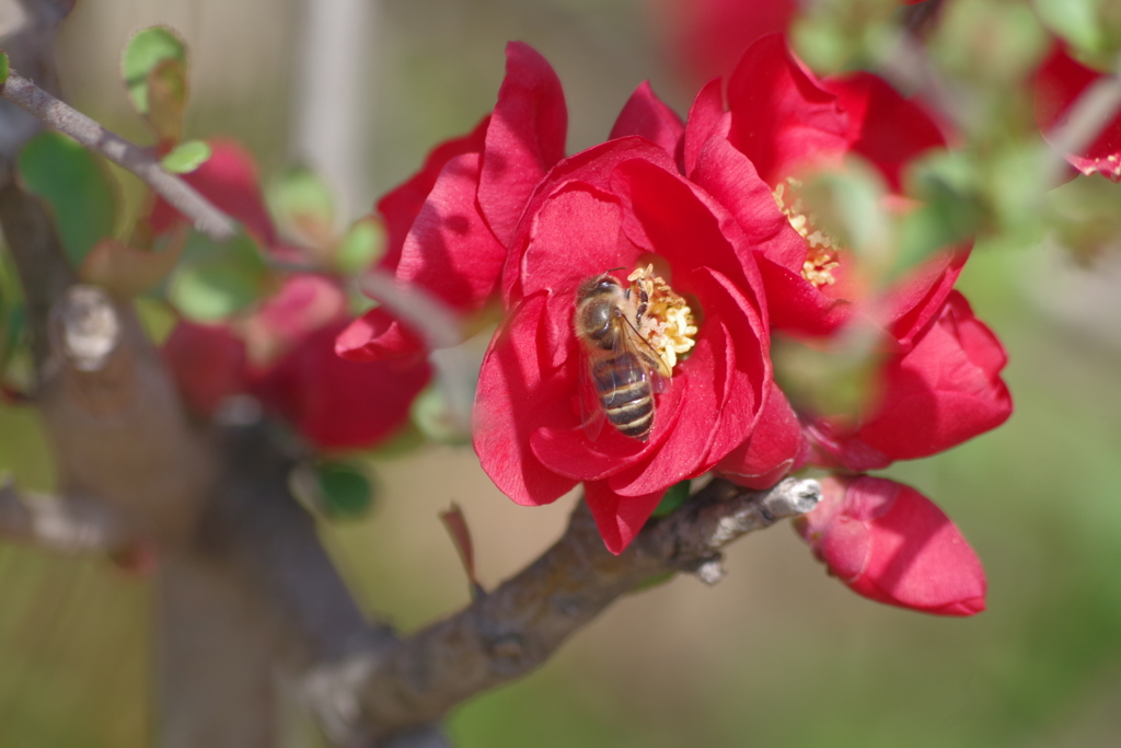 木瓜に蜜蜂