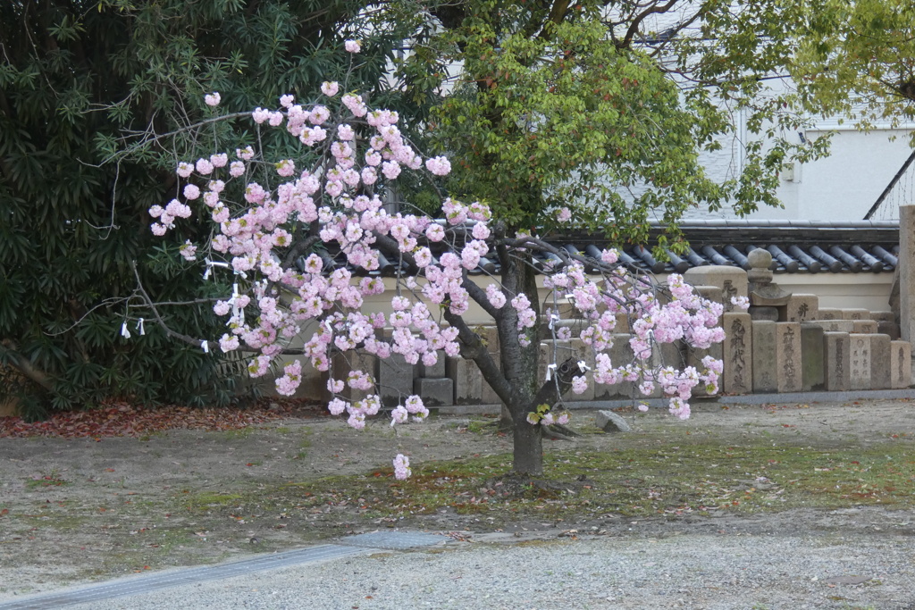 八重桜-四天王寺庚申堂