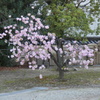 八重桜-四天王寺庚申堂