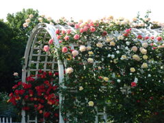 薔薇園-長居植物園 2