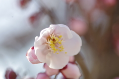 桃梅 花と蕾