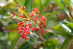 珊瑚樹-長居植物園