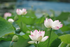 蓮-長居植物園②