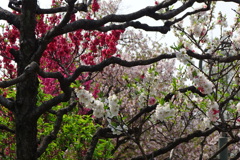 紅白花桃-桃が池公園