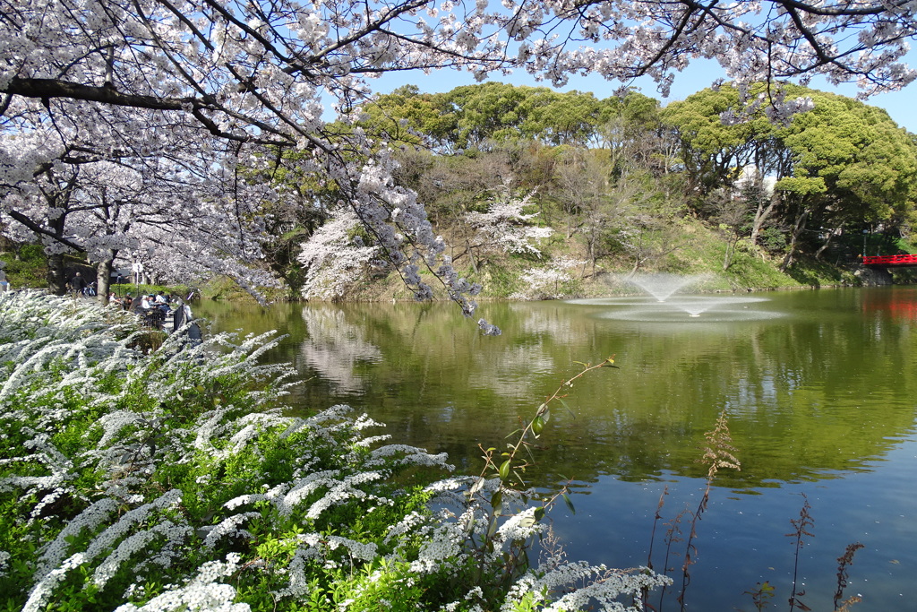 桜と雪柳と噴水