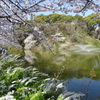 桜と雪柳と噴水