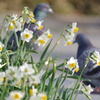 水仙と鳩