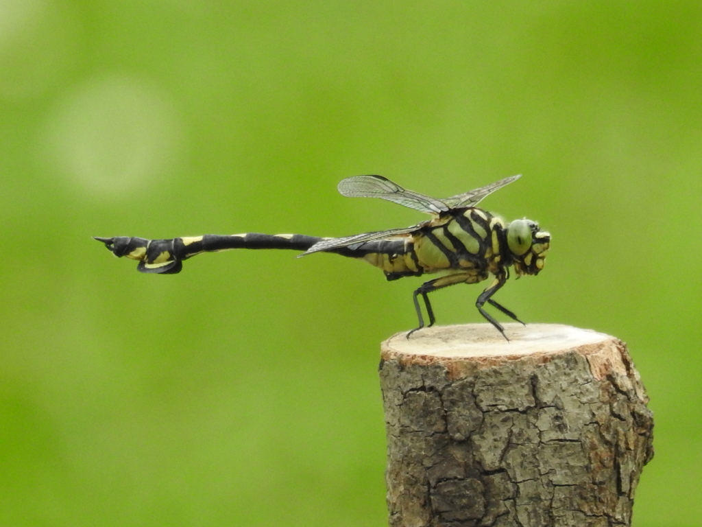 台湾団扇蜻蜓-長居植物園