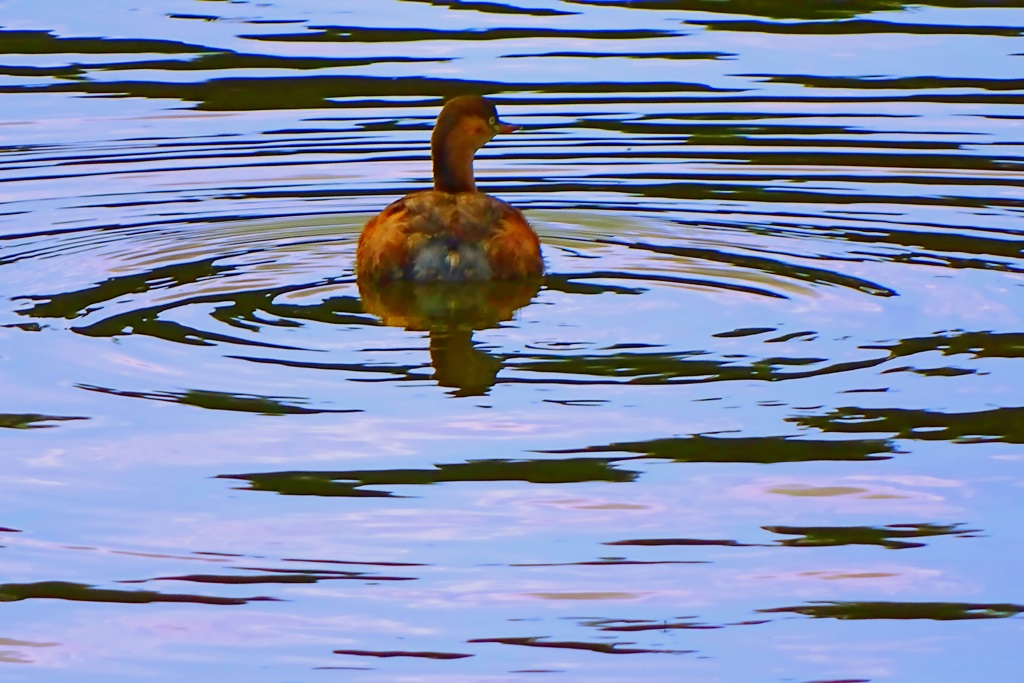 蓮池の鳰