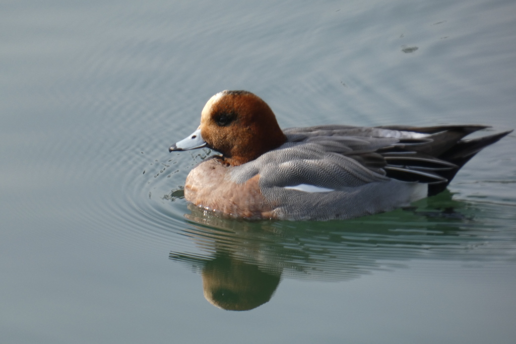 東外堀の水鳥④