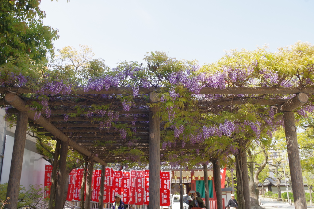 あの蕾から2週間目の藤棚