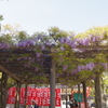 あの蕾から2週間目の藤棚
