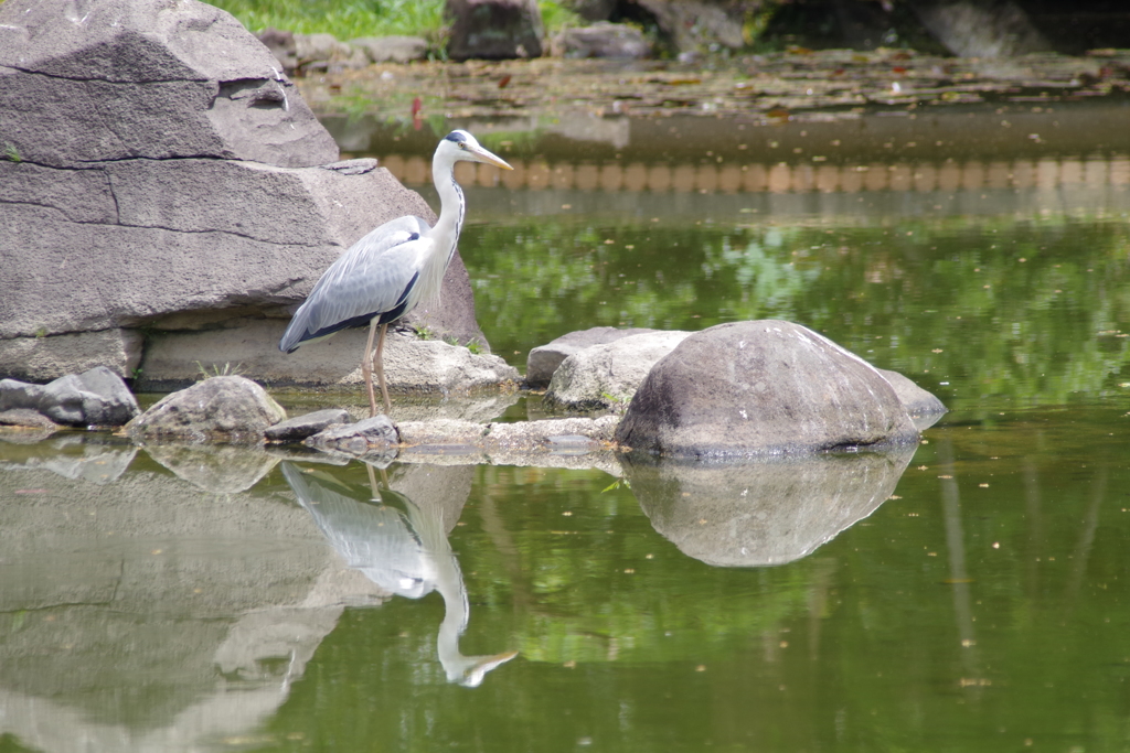 蒼鷺水鏡
