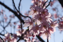 透通る陽光桜