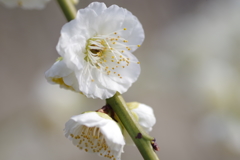 白桃-桃が池公園