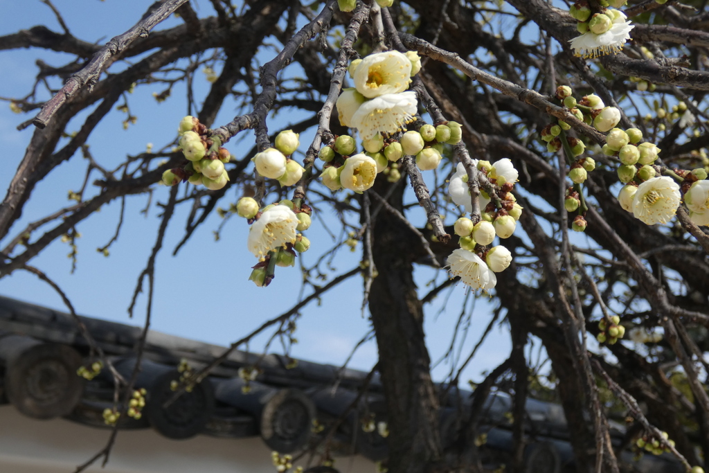 四天王寺の白梅