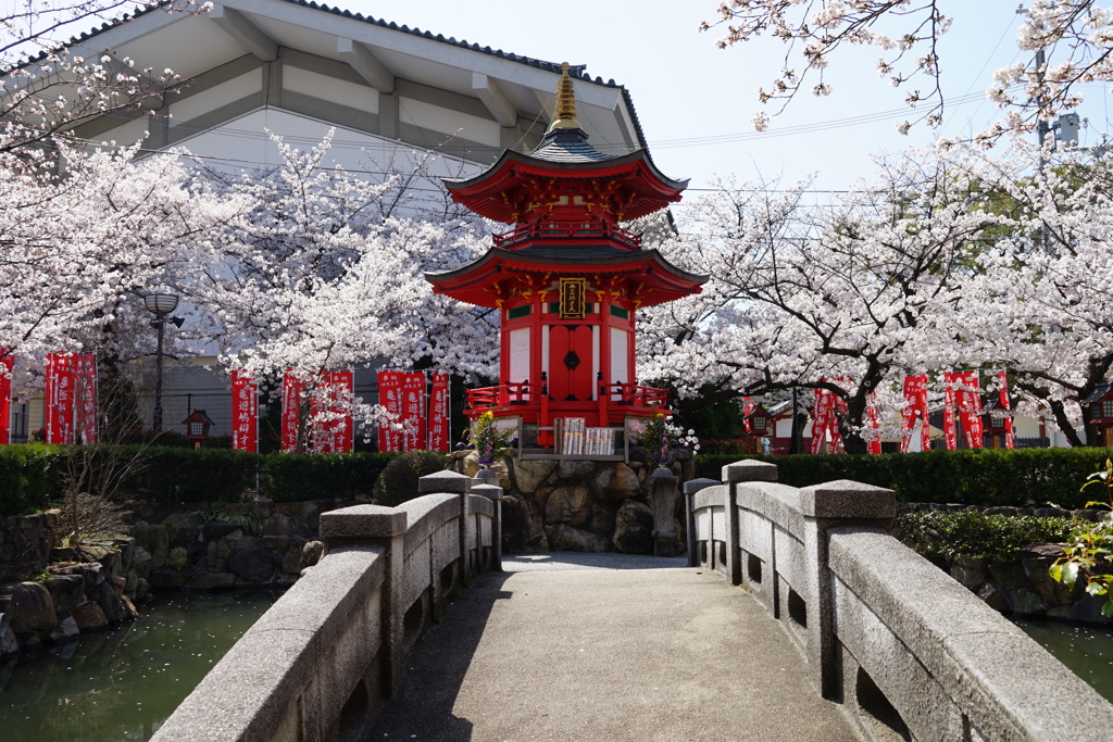 辨天堂と染井吉野