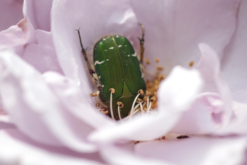 バラに花潜