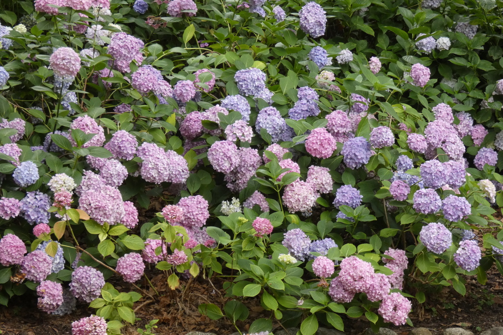 紫陽花園-長居植物園
