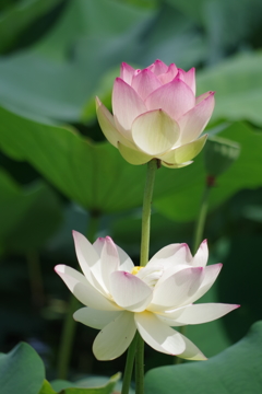 閉じる花・開いた花