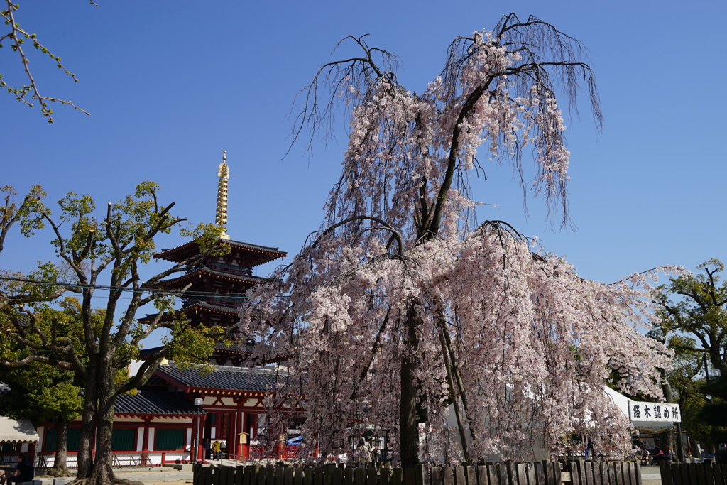 枝垂桜(西側)と五重塔