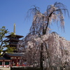 枝垂桜(西側)と五重塔