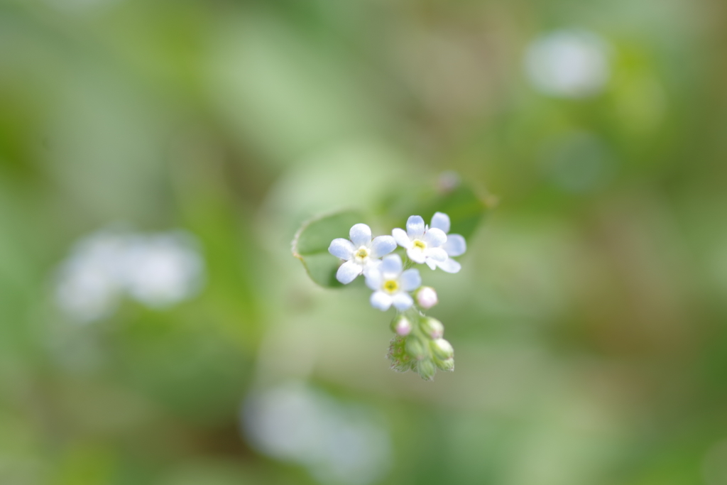 微小花「胡瓜草」