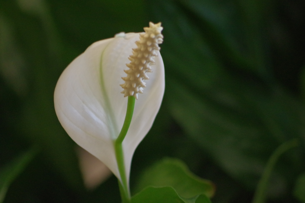 スパティフィラム