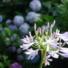 紫君子蘭と紫陽花