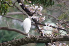 白鷺と染井吉野