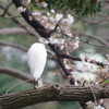 白鷺と染井吉野