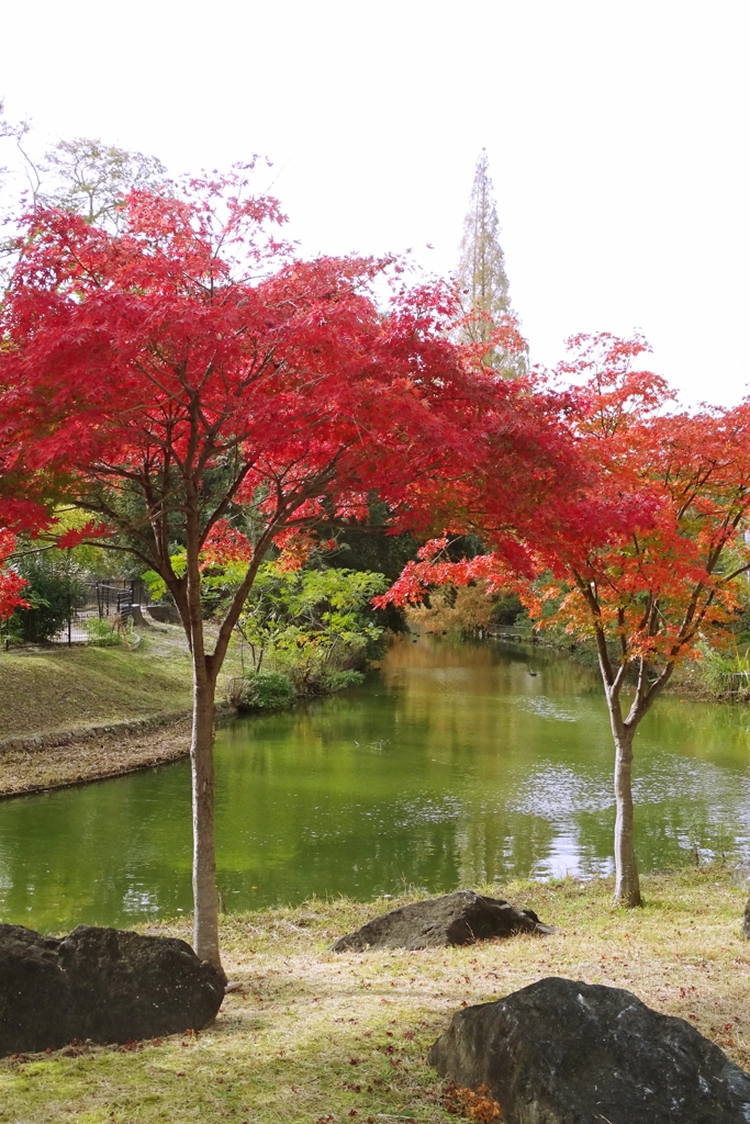 楓の紅葉
