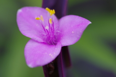 紫御殿-長居植物園
