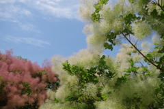 煙の木-長居植物園