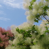 煙の木-長居植物園