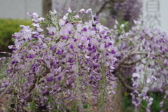 藤-長居植物園