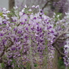 藤-長居植物園