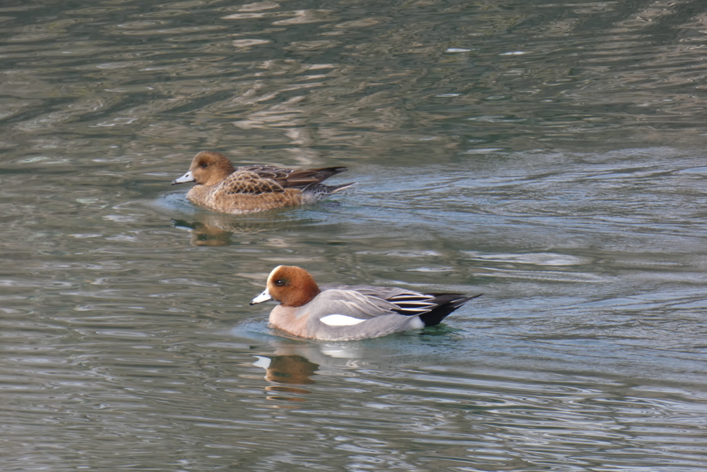 東外堀の水鳥③