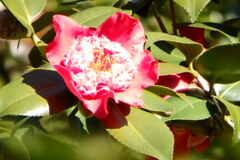 八重咲椿-長居植物園