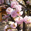 八重桜-四天王寺庚申堂②