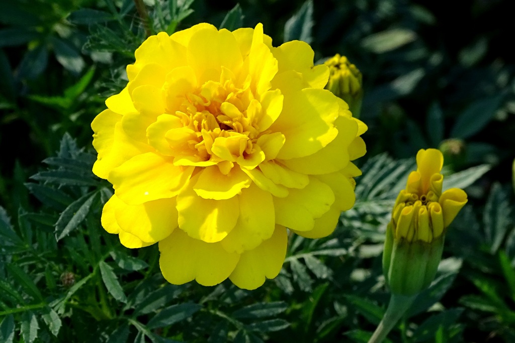 マリーゴールド・花と蕾