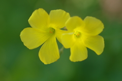 イエローマジックデュオ