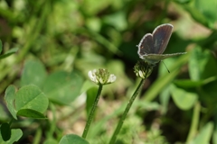 白詰草に燕小灰蝶②